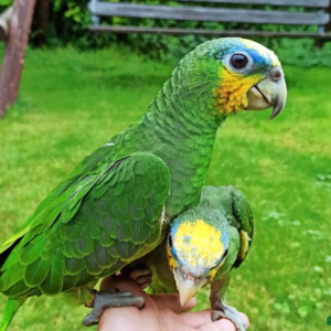 Baby Orange Winged Amazon Very Tame