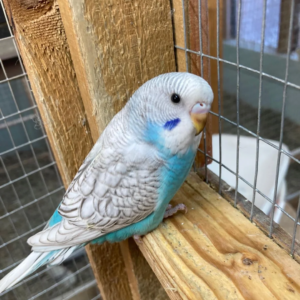 Baby budgies aviary bred