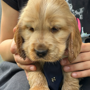 Gorgeous KC show cocker babies from Jourdelay’s