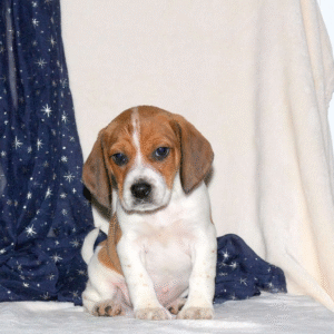 Jack - Beagle Mix Puppy