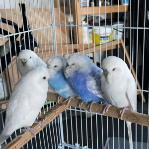 Beautiful Adult Budgies