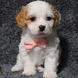 Holly Cavachon Puppy