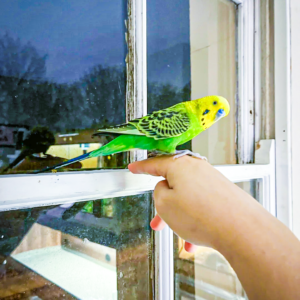 2 Year old male budgie