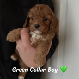 Red F1 Cavapoo Puppies