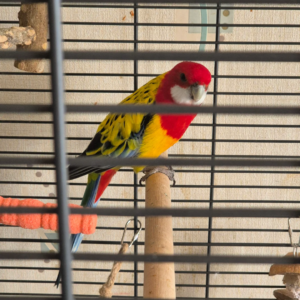 Rosella Parrot