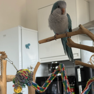 Tame talking Quaker parrot with cage