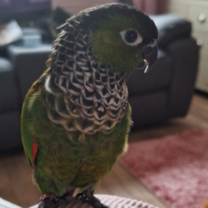 Green Cheek Conures & cage