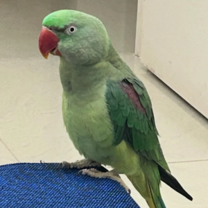 Baby tamed alexandrine talking parrot