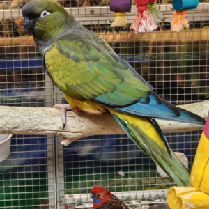 BIRDS/PARAKEETS/PARROTS