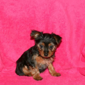 Yorkie Puppy