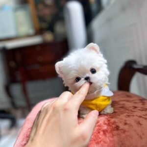 Queen female Teacup Maltese Puppy