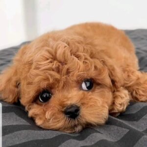 Annie is a female Maltese Puppy