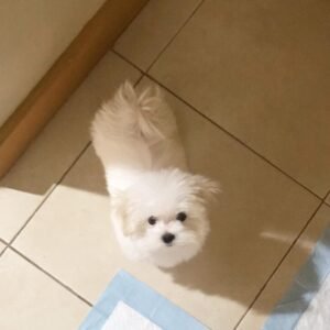 Frankie is a male Maltese Puppy