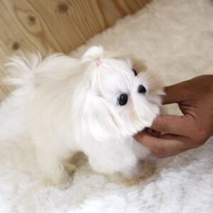 Bella is a female Maltese Puppy