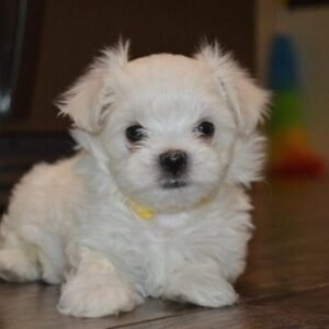 Brandon is a male Maltese Puppy