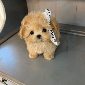 Tracy is a Female Maltese Puppy