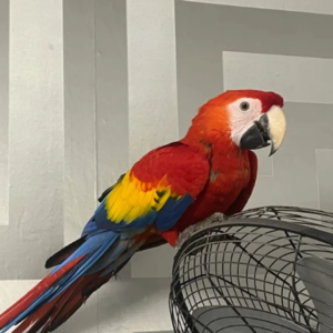 BABY MALE SCARLET MACAW WITH CITIES AND DNA PAPERS