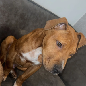 Staffordshire bull terrier