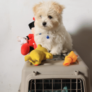 Kayla Female teacup Maltese Puppy