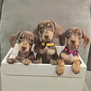 Chocolate & Tan KC Miniature Dachshund Puppies