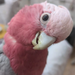 Baby Galah cockatoos hand reared silly tamed