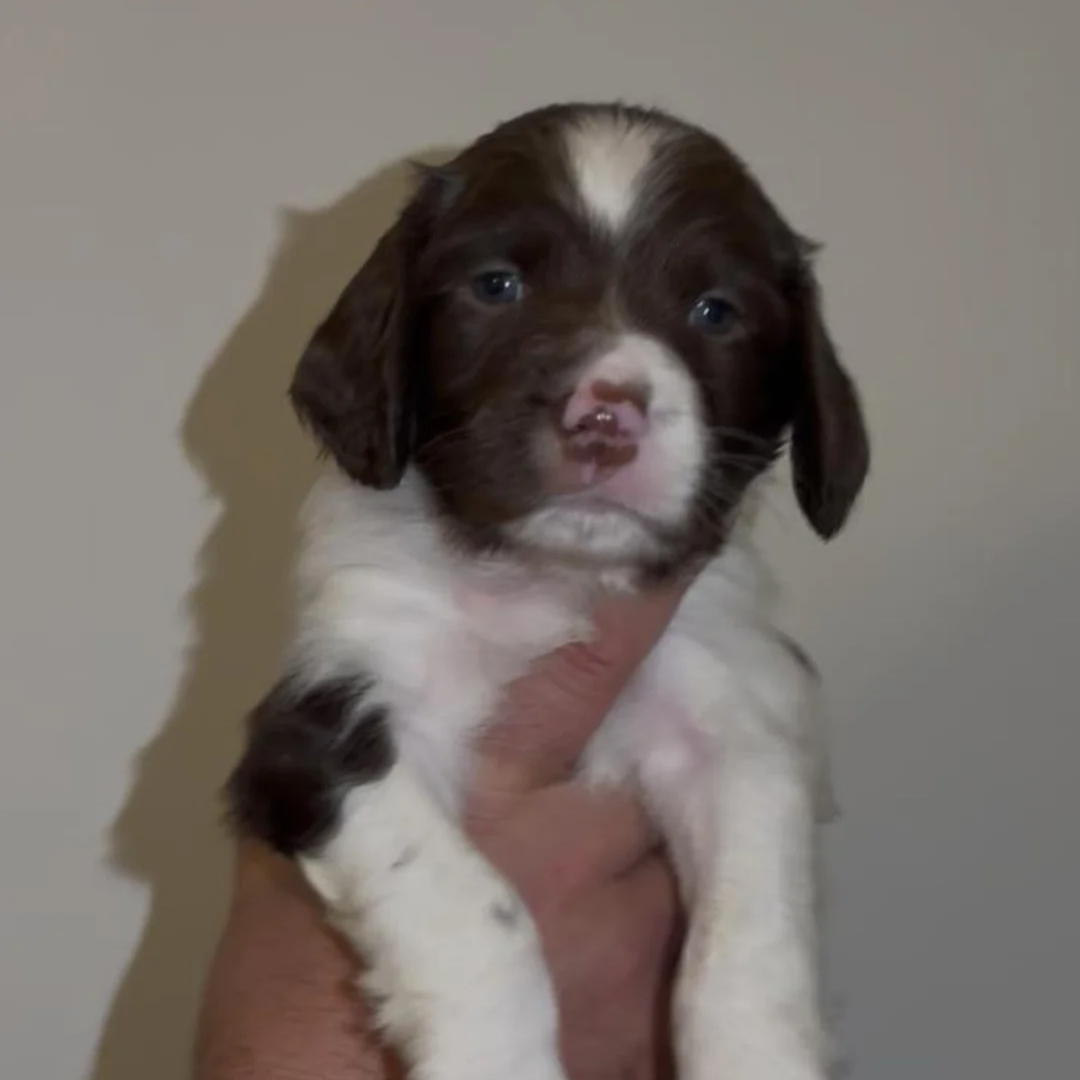 Seriously well bred springer spaniel pups