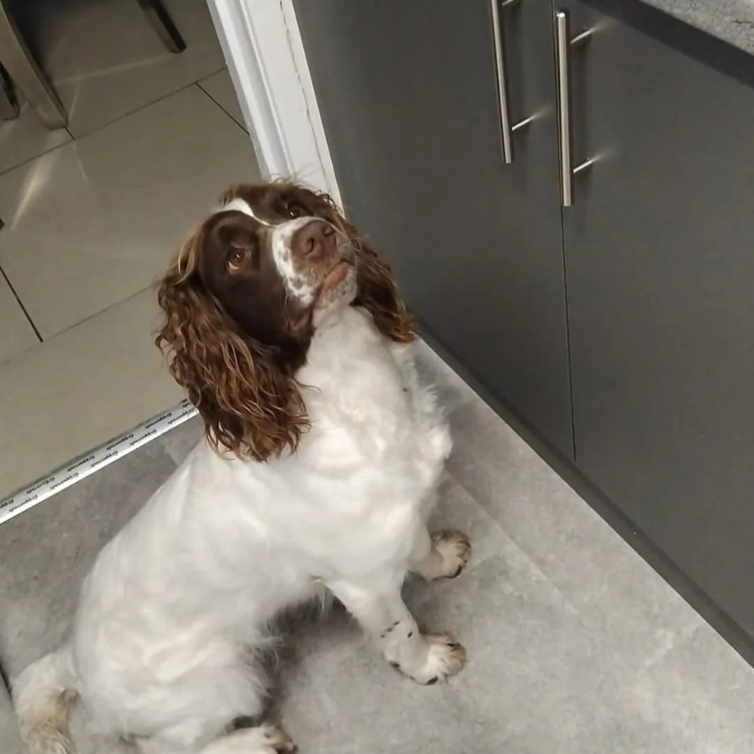 Seriously well bred springer spaniel pups - Image 2