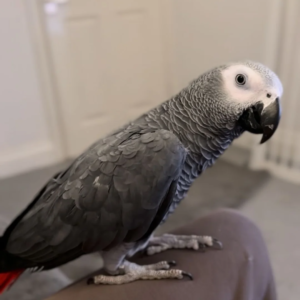 Hand reared 1 year old African grey