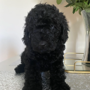 Beautiful miniature poodles