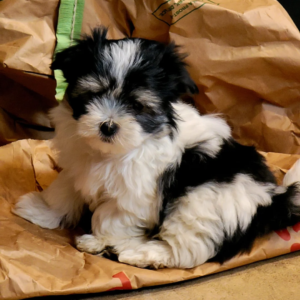Maltese Cross Puppies